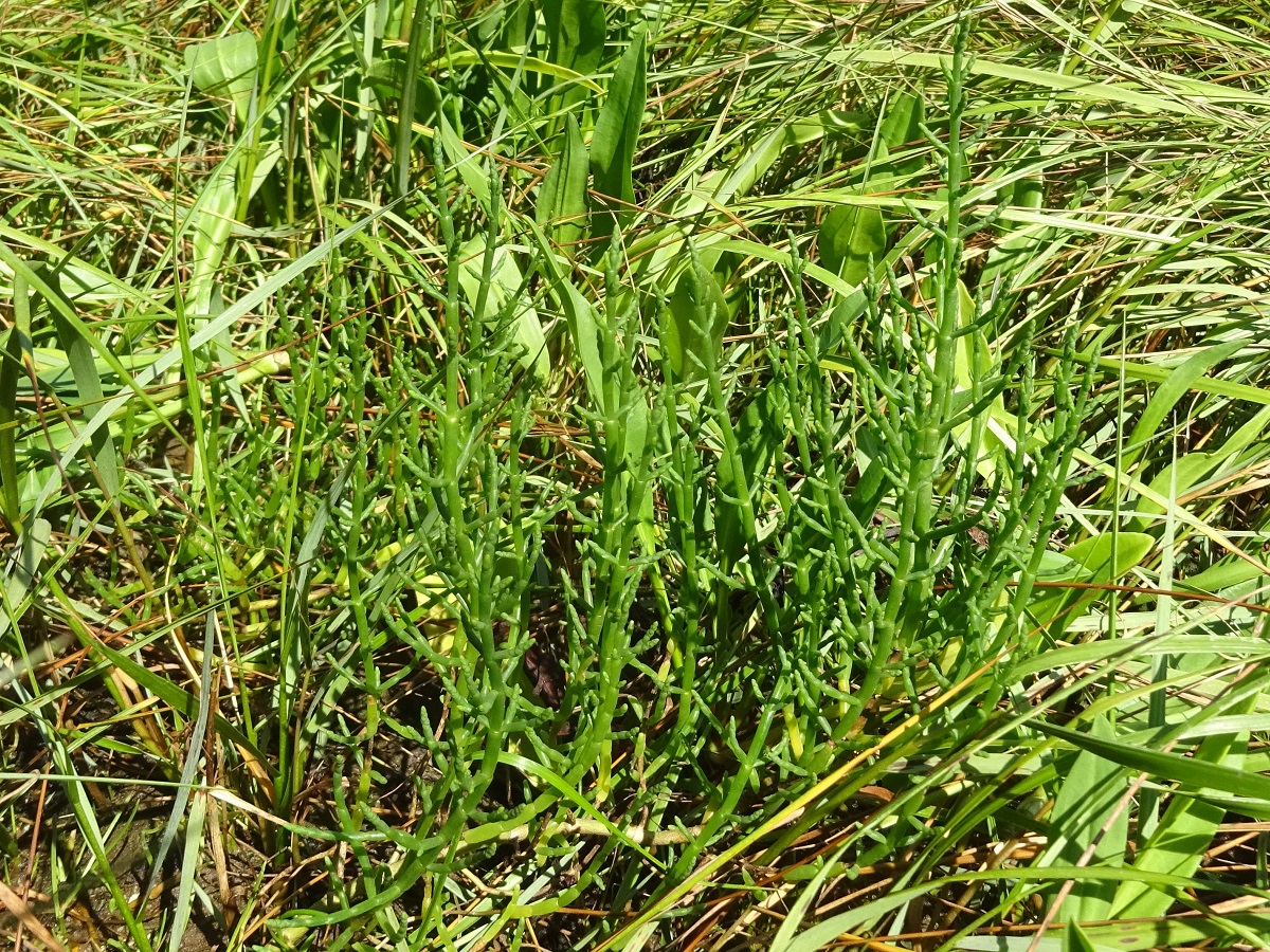 Salicornia europaea subsp. europaea (Amaranthaceae)